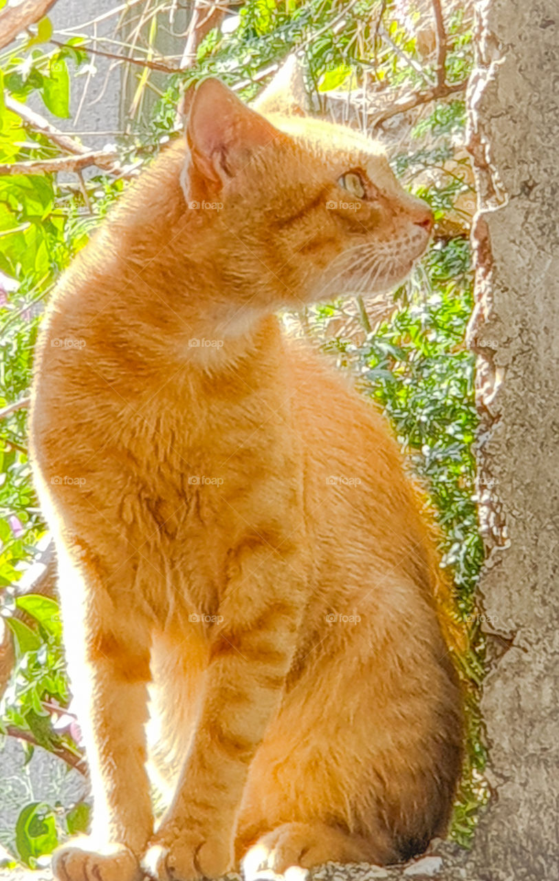 A beautiful ginger cat, beautifully lit by daylight, sitting on a brick wall against the background of a summer garden and looking into the distance.  Pets in the nature