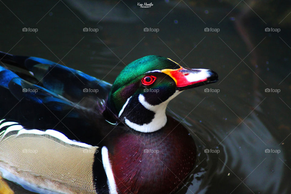 The Woodduck