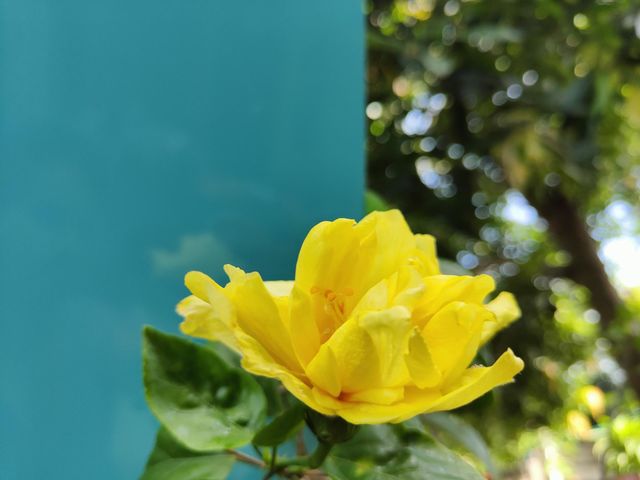 Yellow Hibiscus