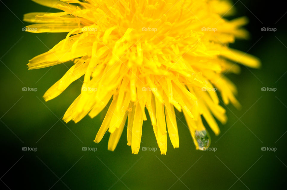 Dandelion