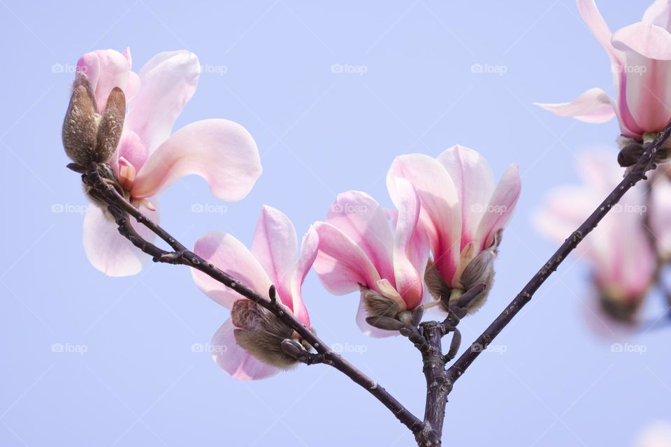 Magnolia flowers