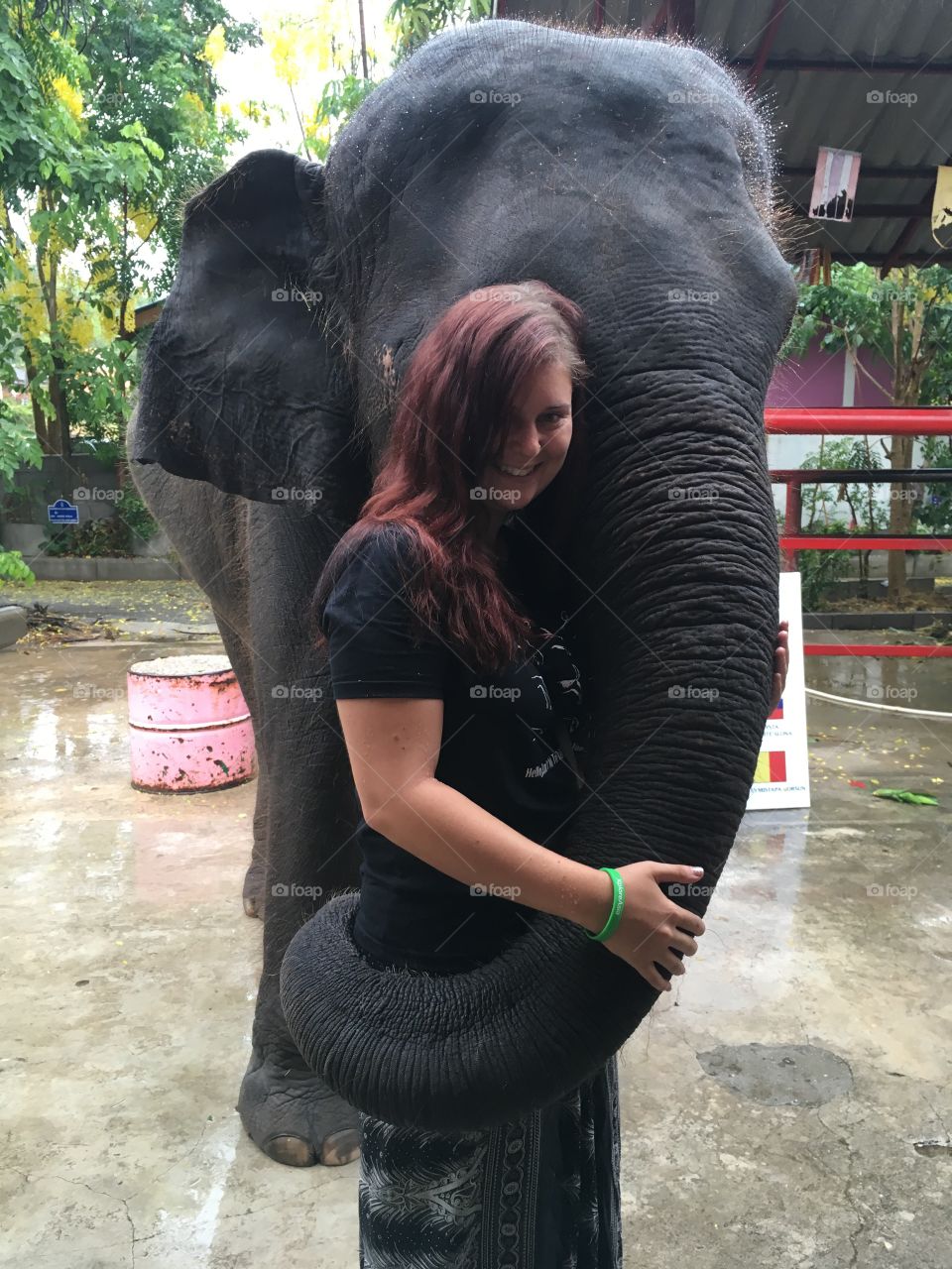 Elephant hugs 