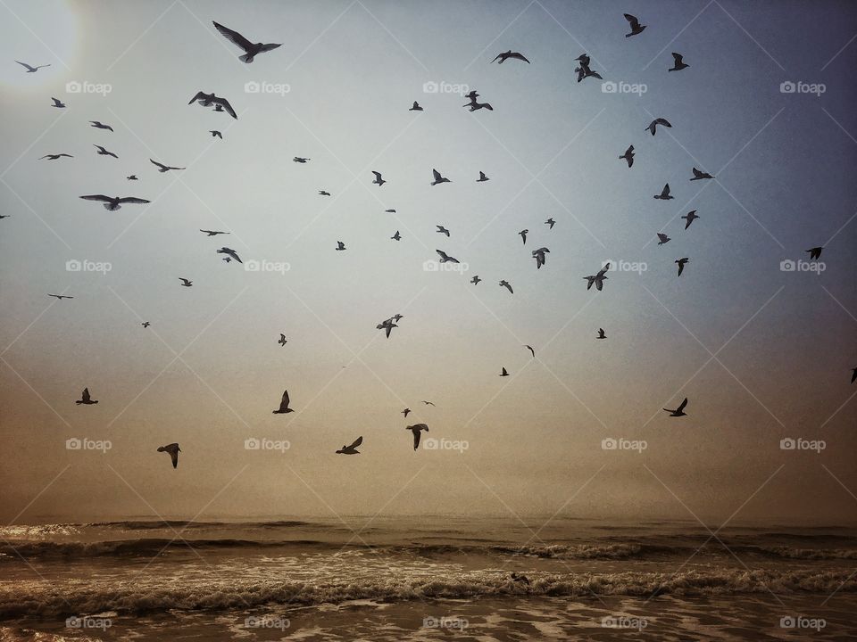  Isle of Palms Ocean Scene South Carolina with Seagulls in flight at Sunset 