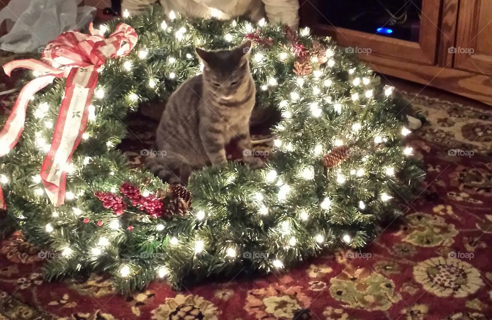 Christmas kitten. our kitten in our wreath
