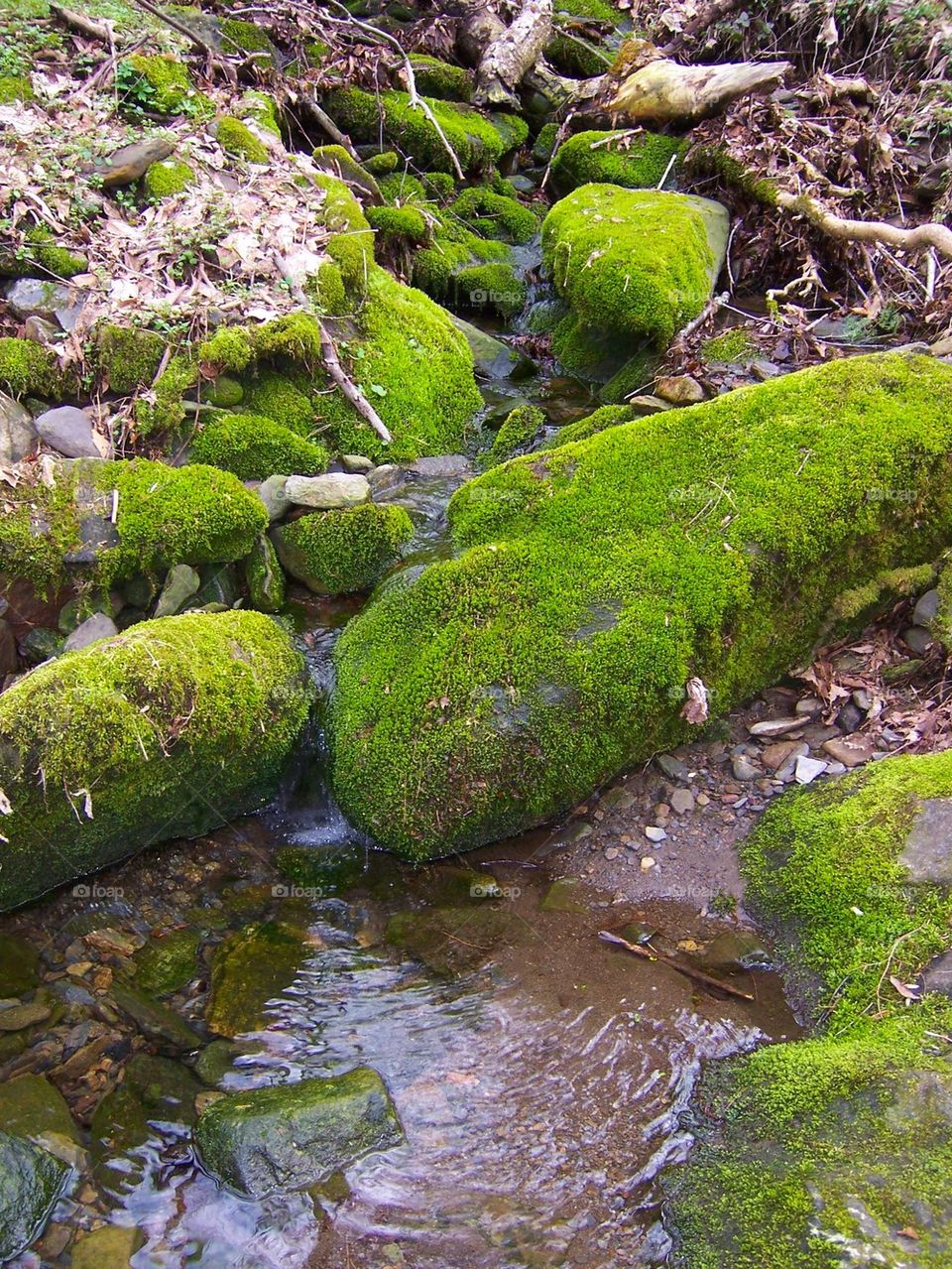 Rock moss
