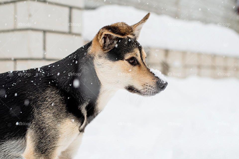 walking the dogs in winter