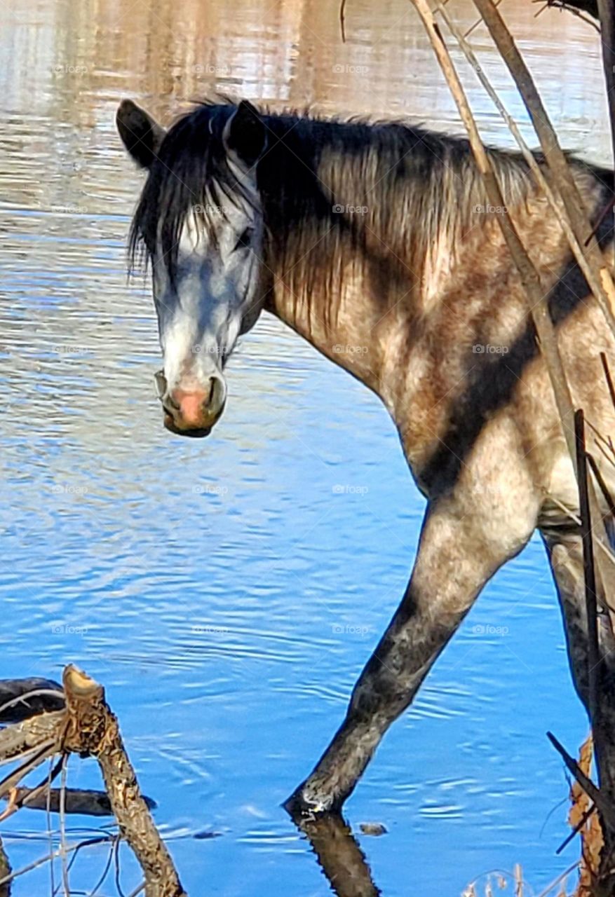 Wild Horse Wading in Salt River