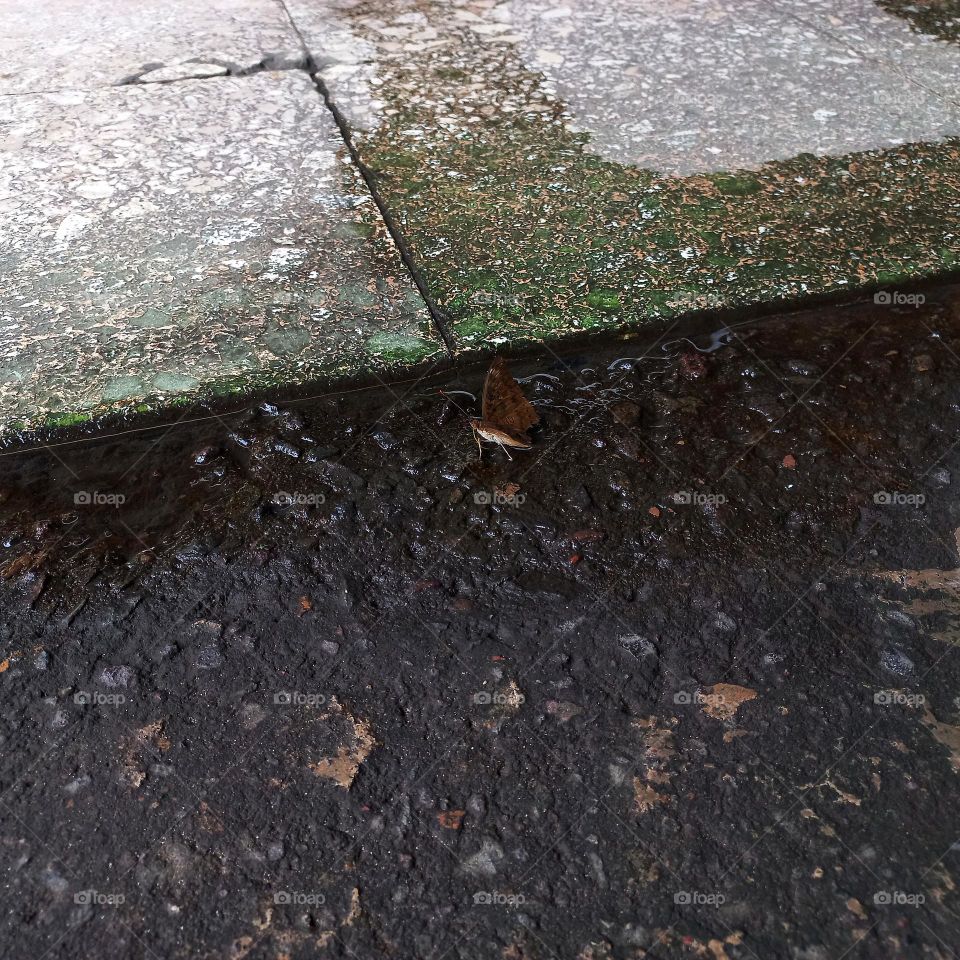 the butterfly landed on the wet terrace
