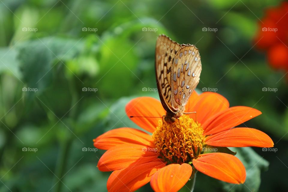 Butterfly on orange flower in a garden