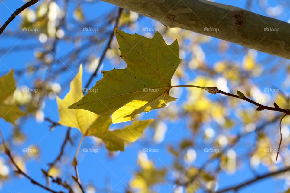 Sunlight on an Autumn Maple