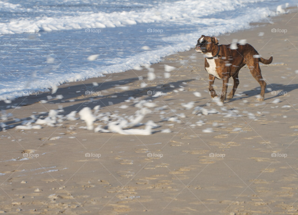 beach play sunny dog by KathOnEarth