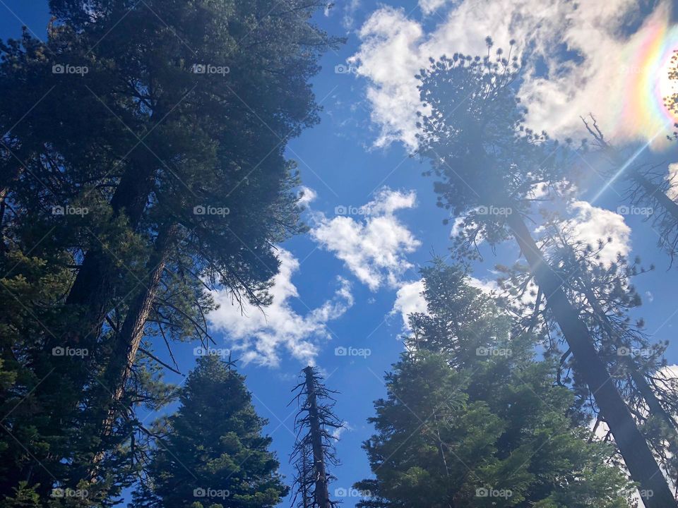 blue skies and green trees