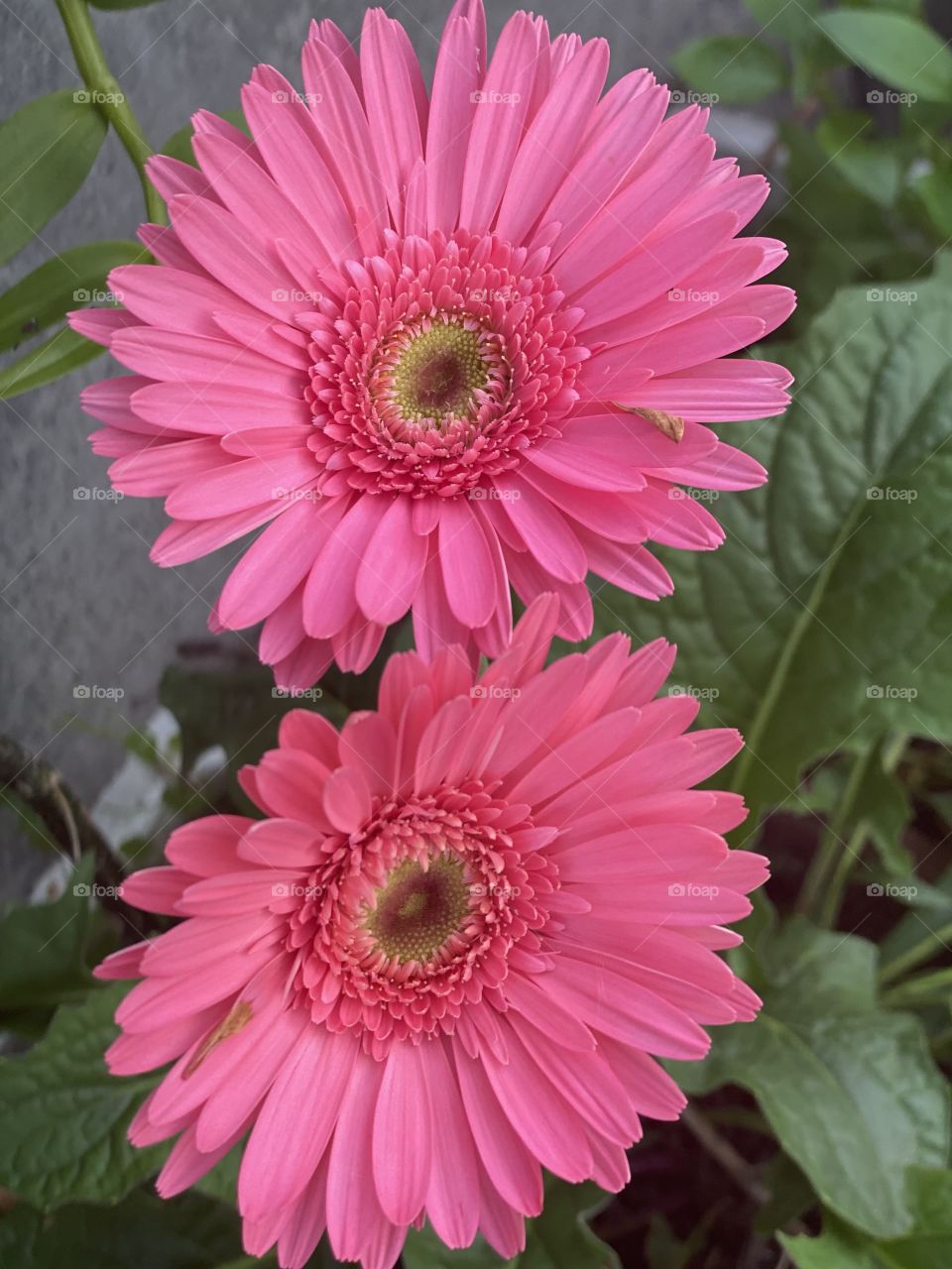 Hoa đồng tiền đua nở