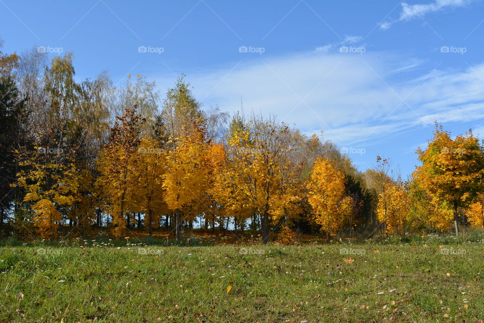 beautiful nature landscape trees autumn time, no filters