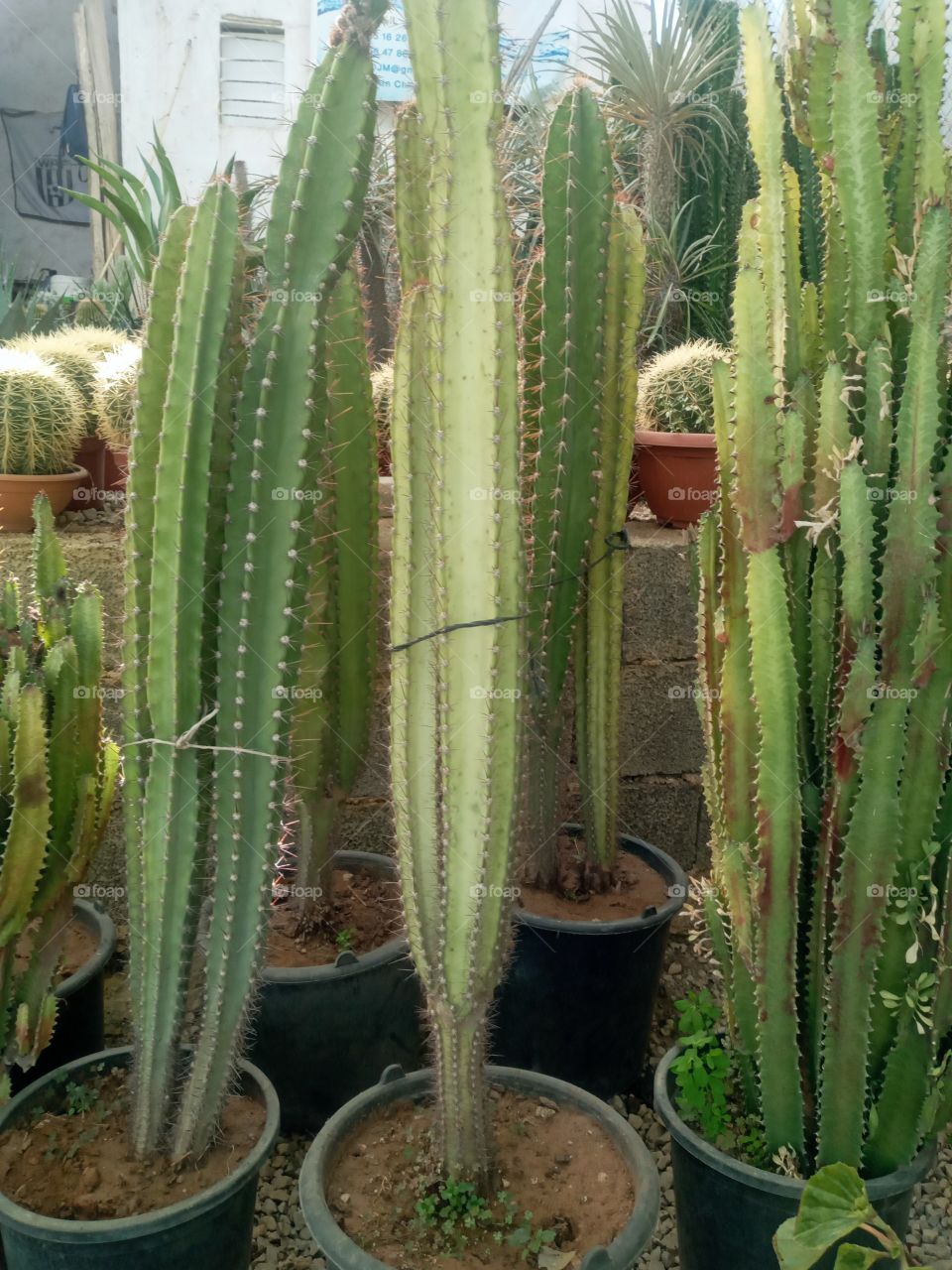 Photo Cactus