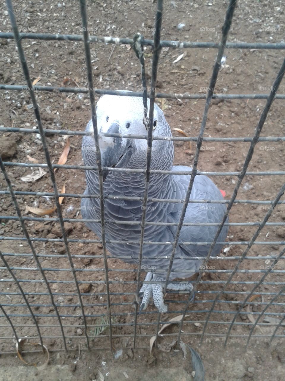 African gray @ zoo