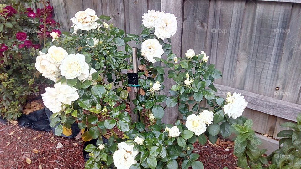 Beautiful white roses...