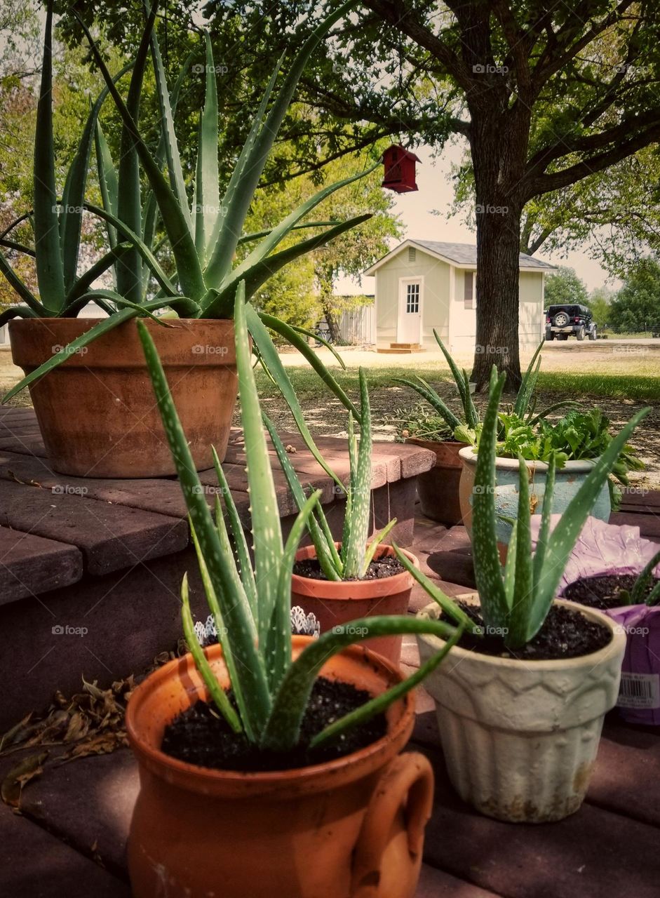 Aloe Vera Plants