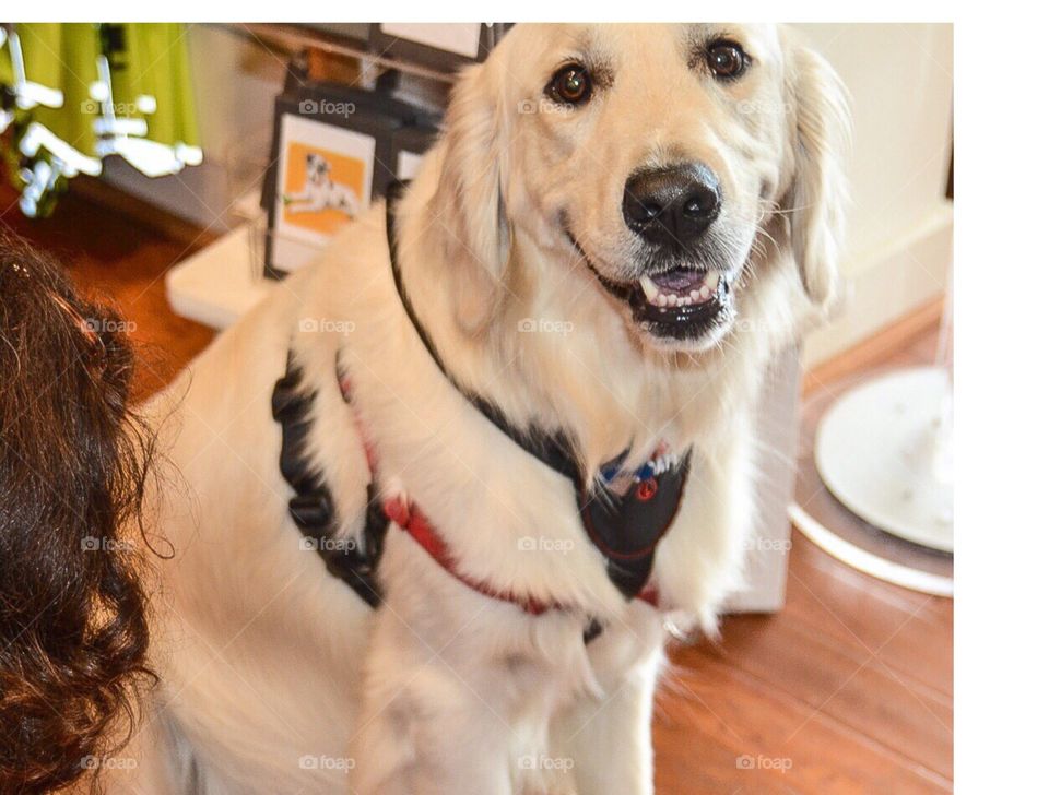 Golden retriever out shopping