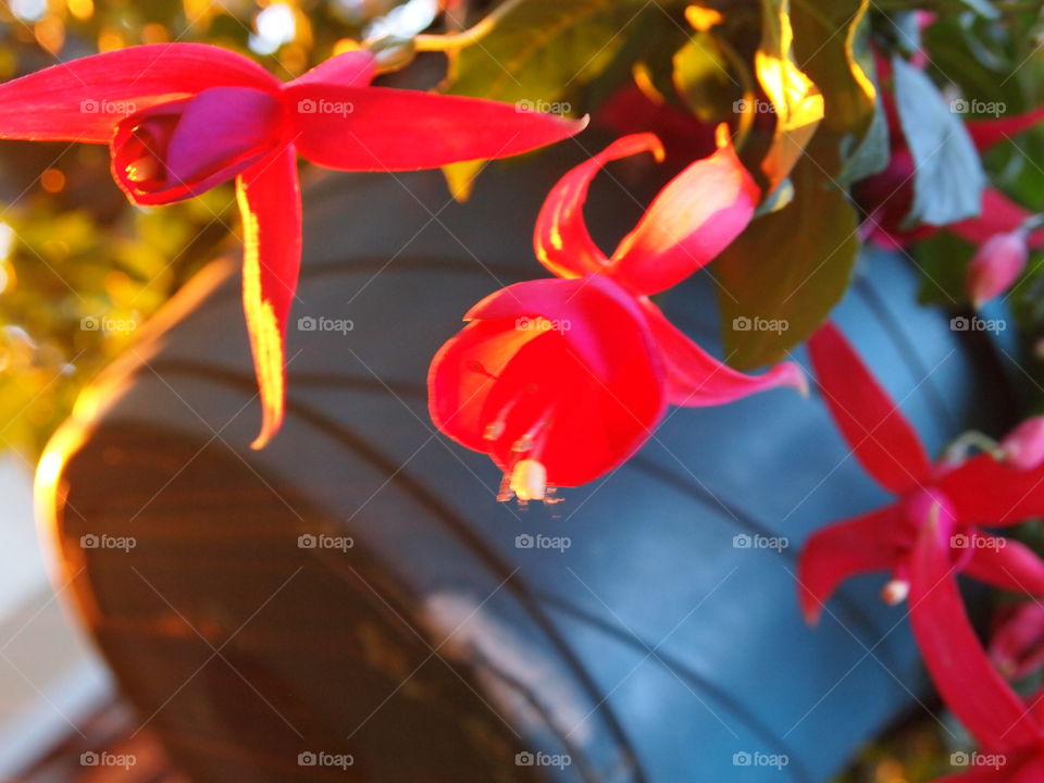 Fuchsia at Sunset