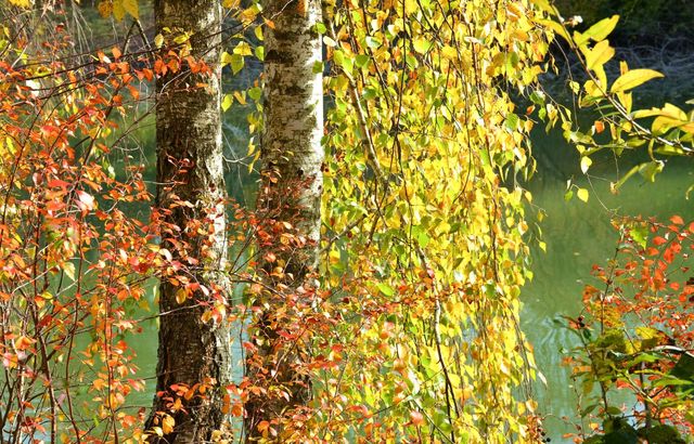 Autumn Landscape