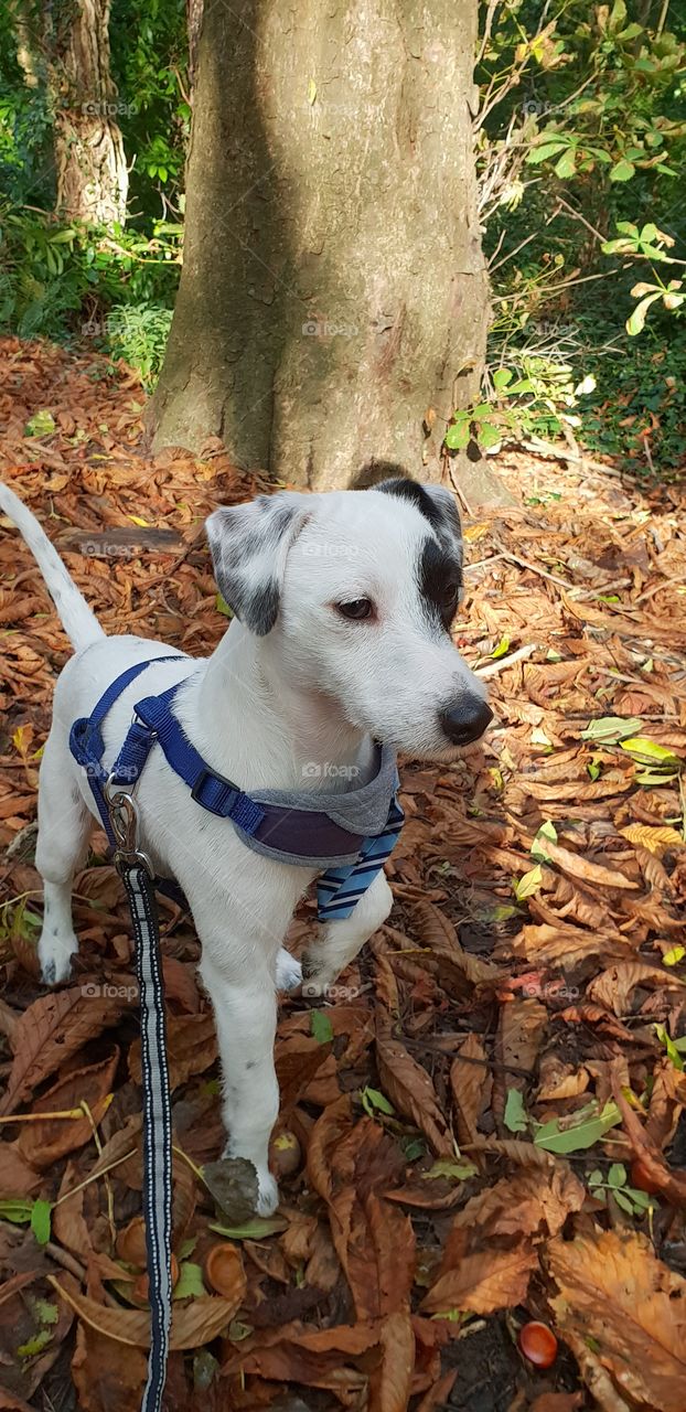 Puppy day out in the forest