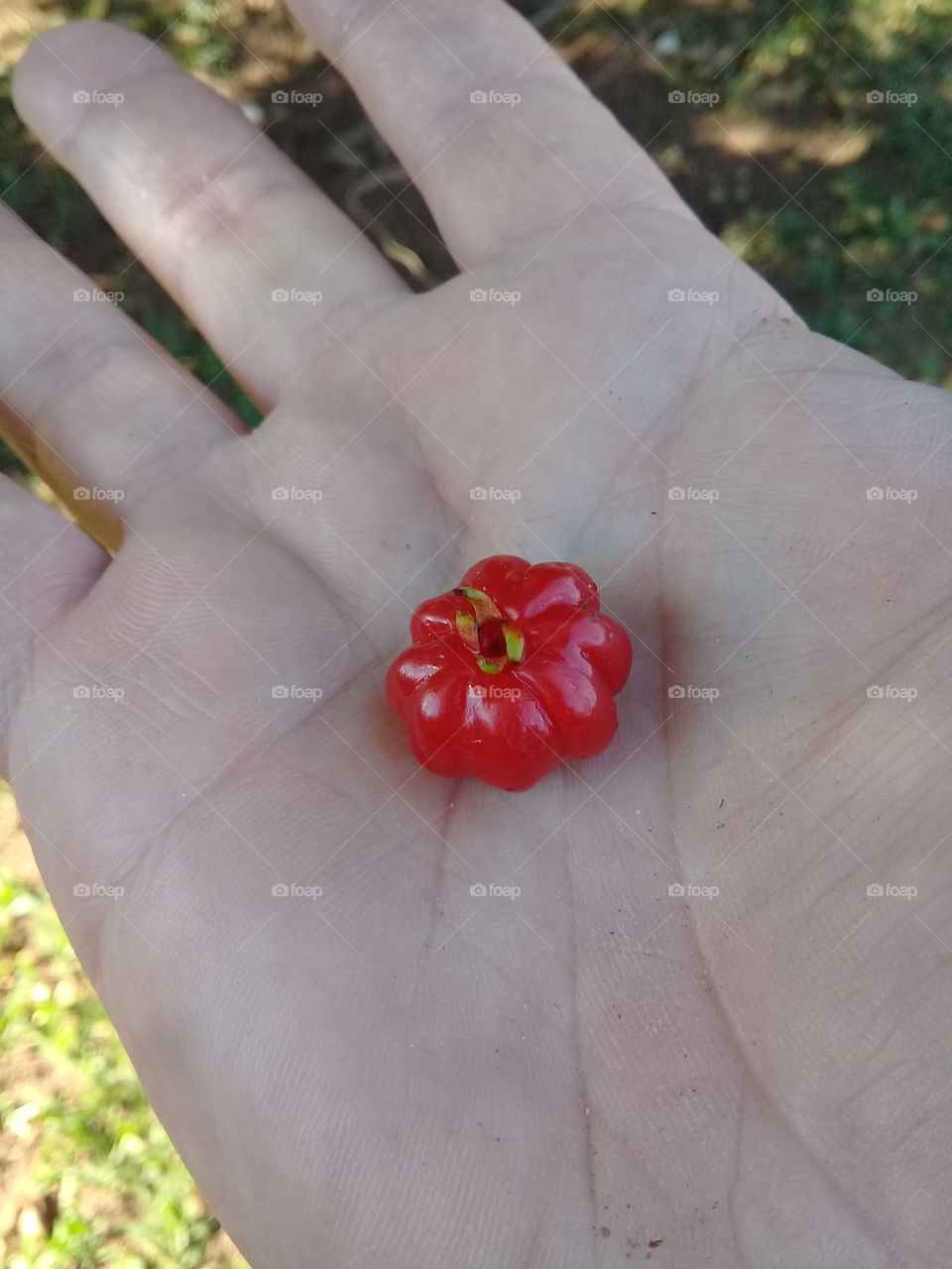 Pitangas! Como são deliciosas e ricas em ferro essas frutas...