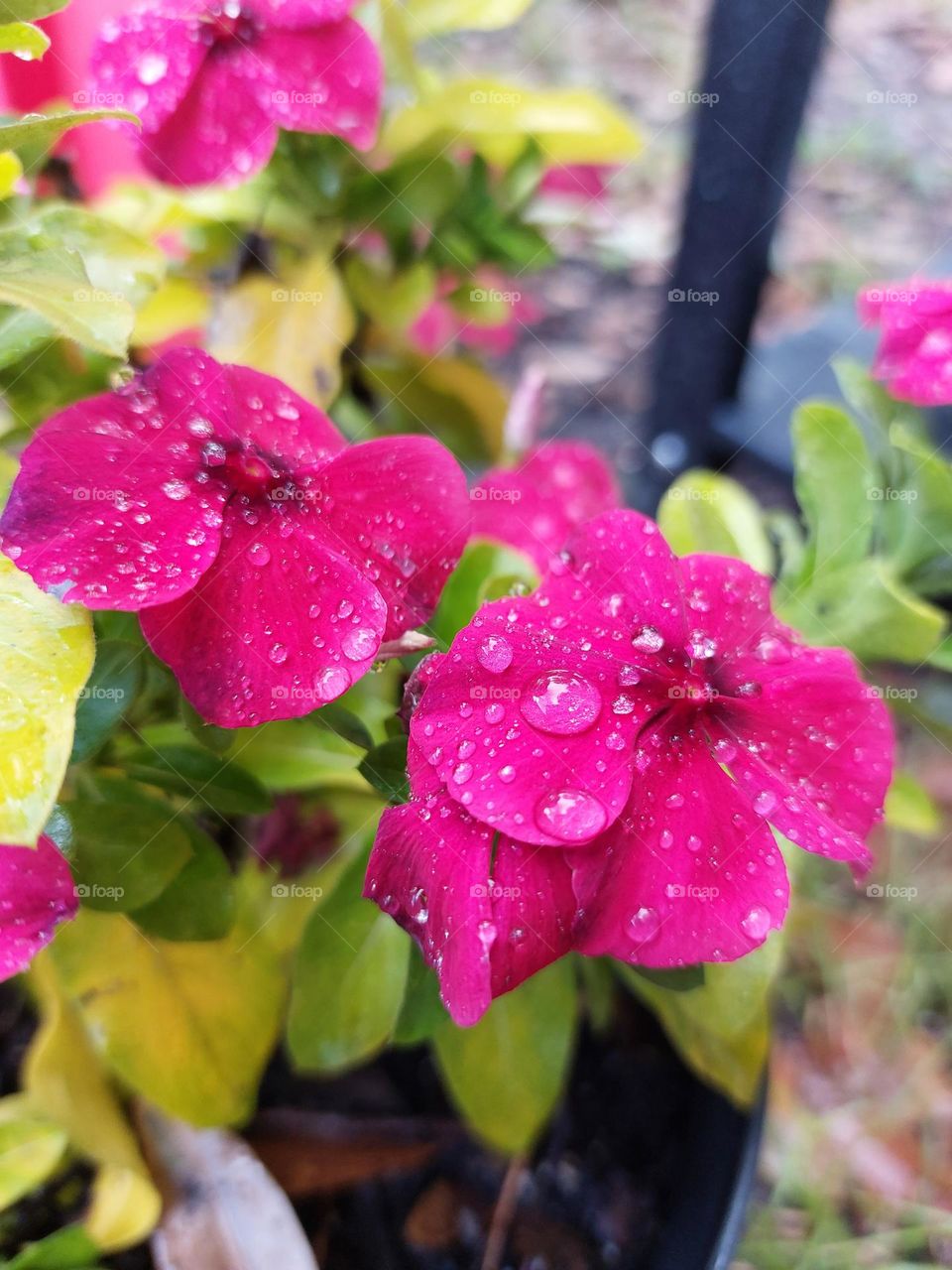 flowers from my garden