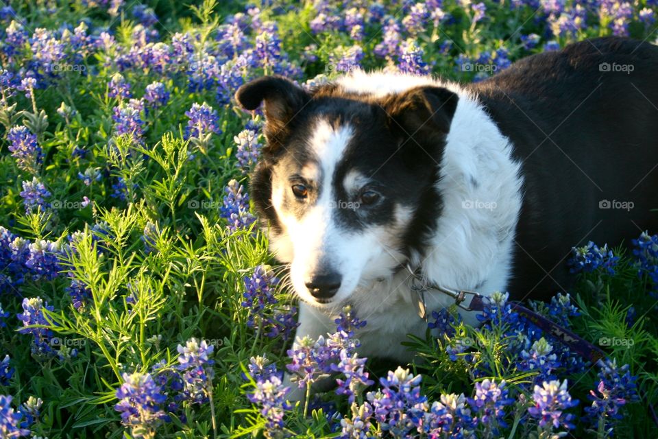 Dog in bluebonnets