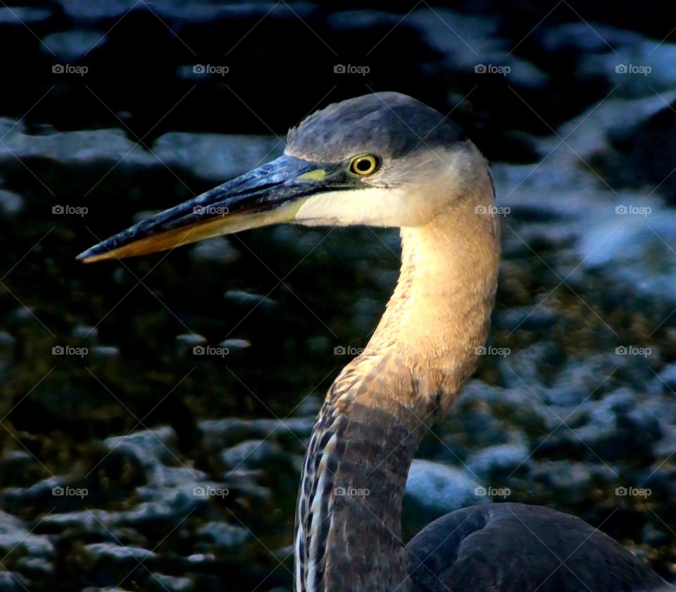 Closeup of Great Blue Heron