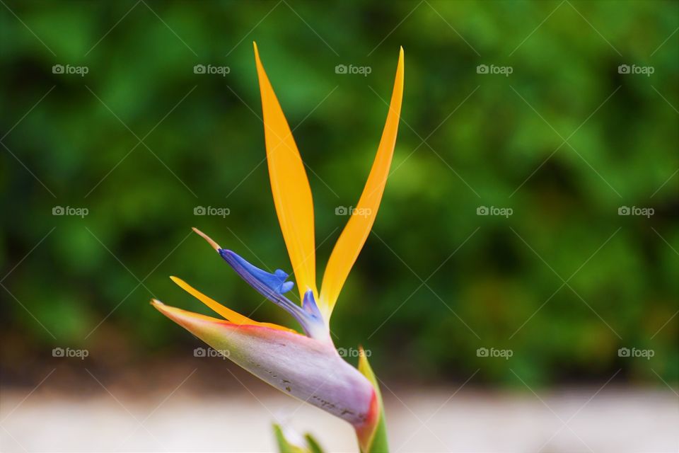 Birds of paradise flower