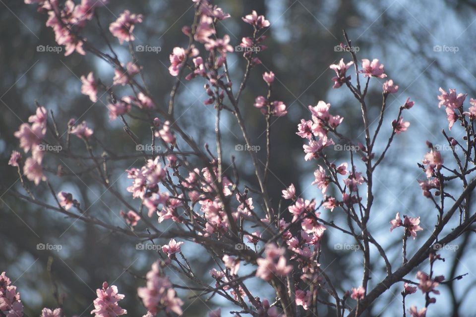 Spring Is Coming 🌸