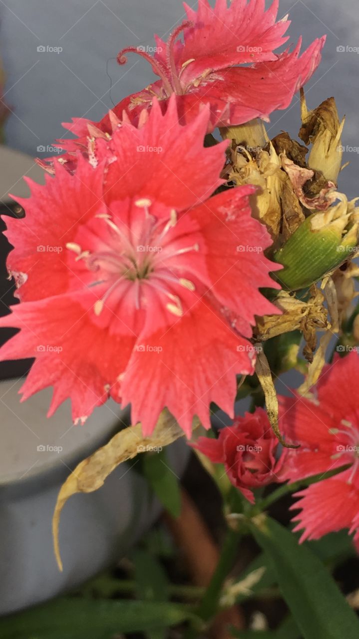 Flower 
Red
Blossom 
Close up 