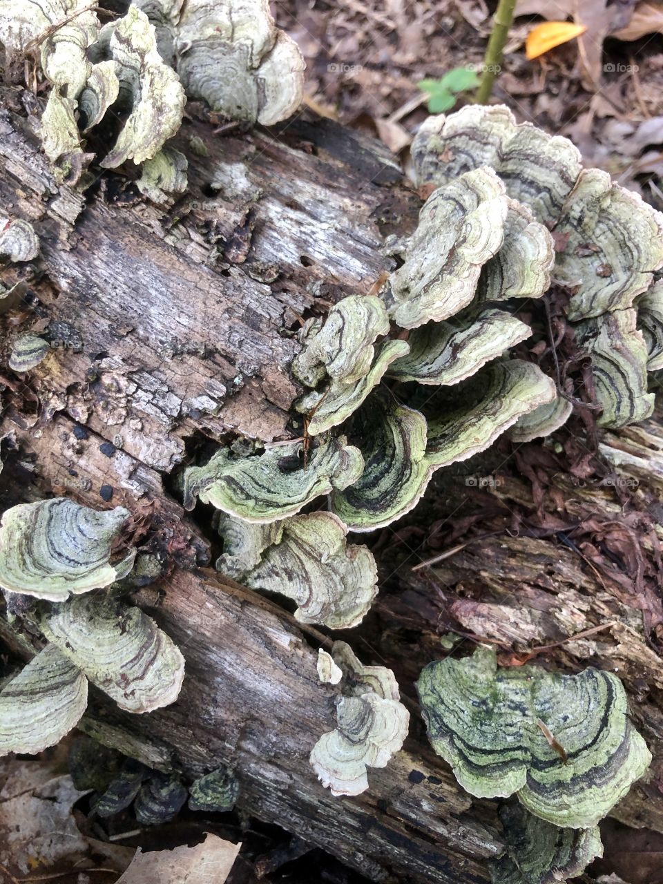 Fungi prove life out of death