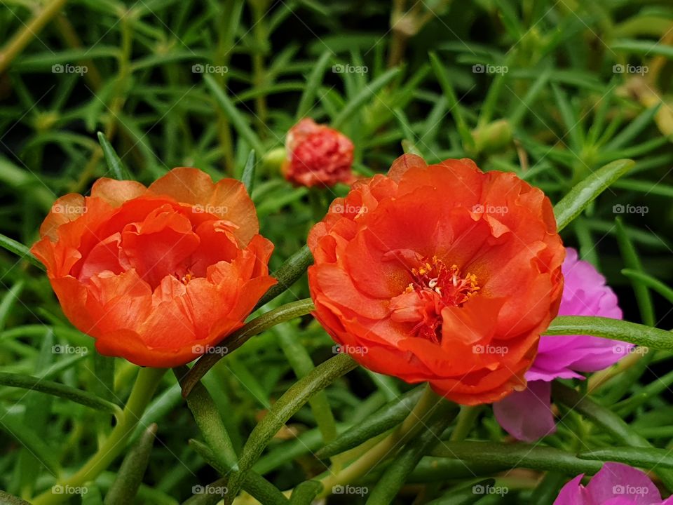 the Portulaca Grandiflora