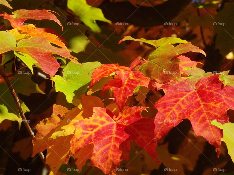 Maple Leaves