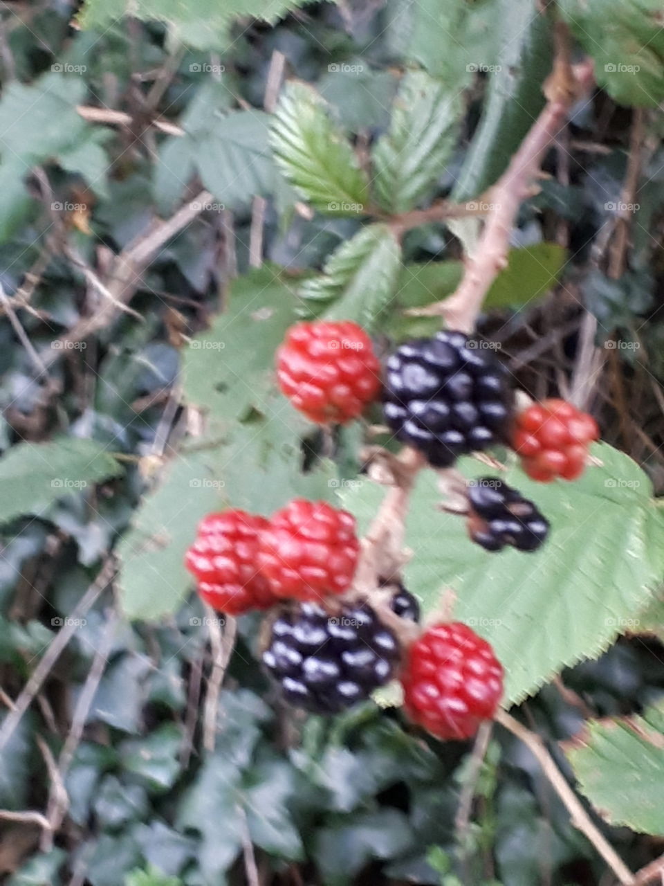 Wild Blackberries