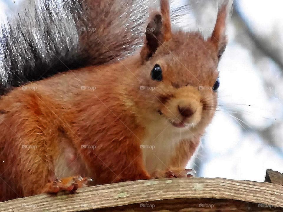 Squirrel Close-up