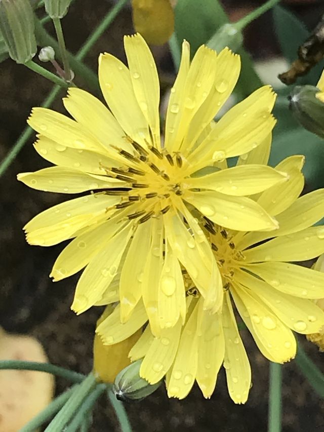 Portrait of a plant