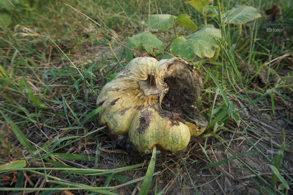 Rotten pumpkin in the garden