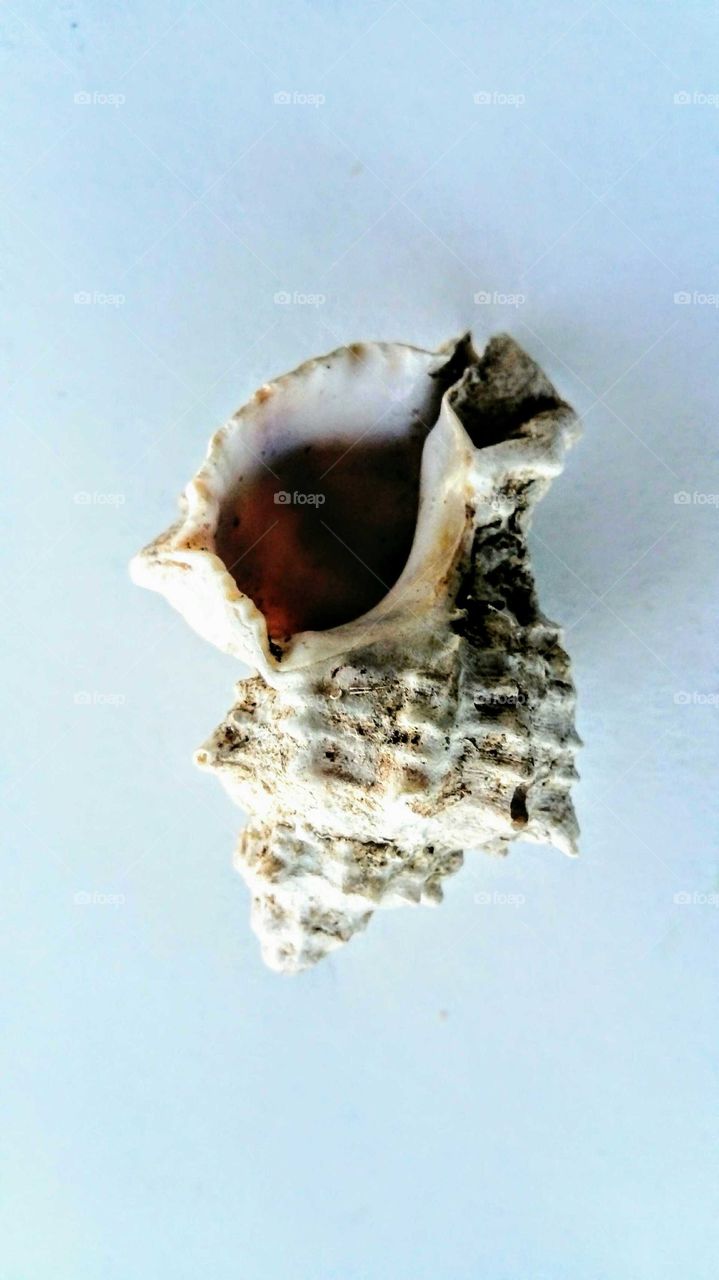 sea ​​shell