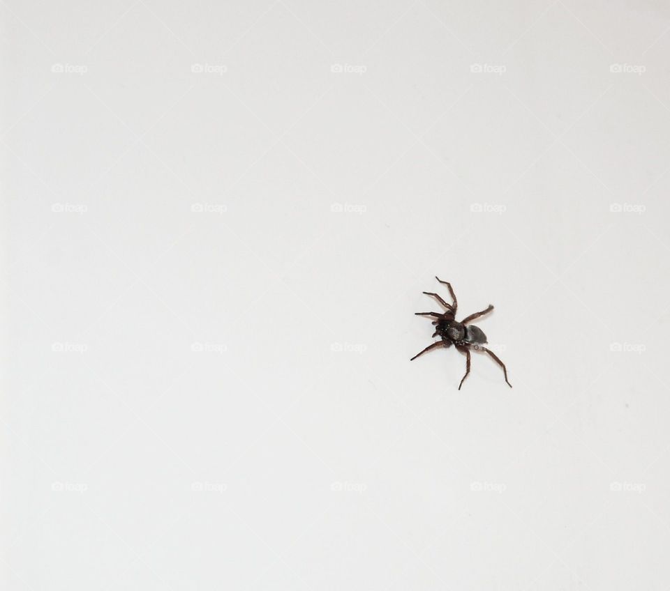 Small spider