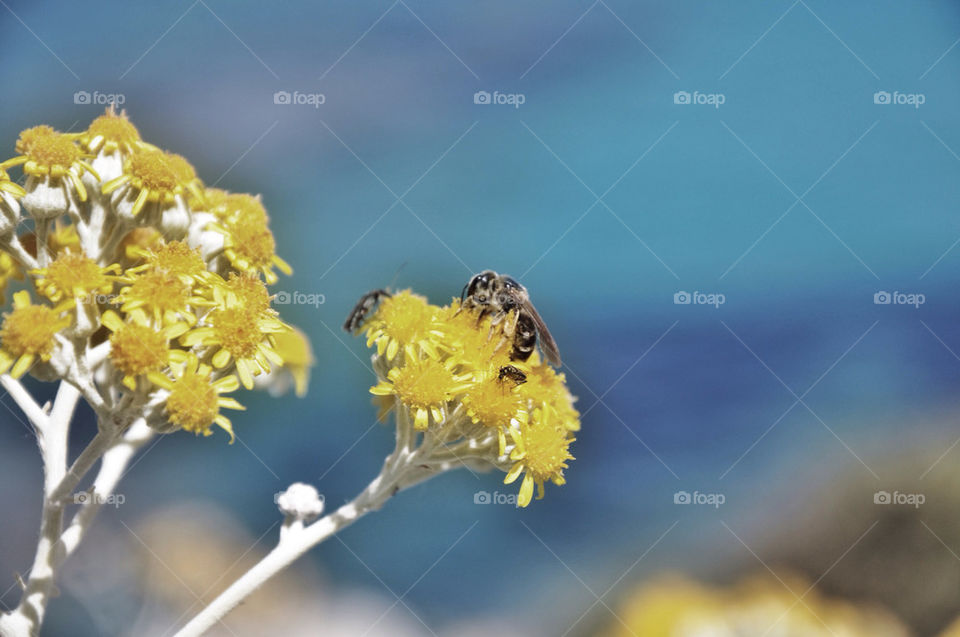 ocean yellow flower summer by nivoa