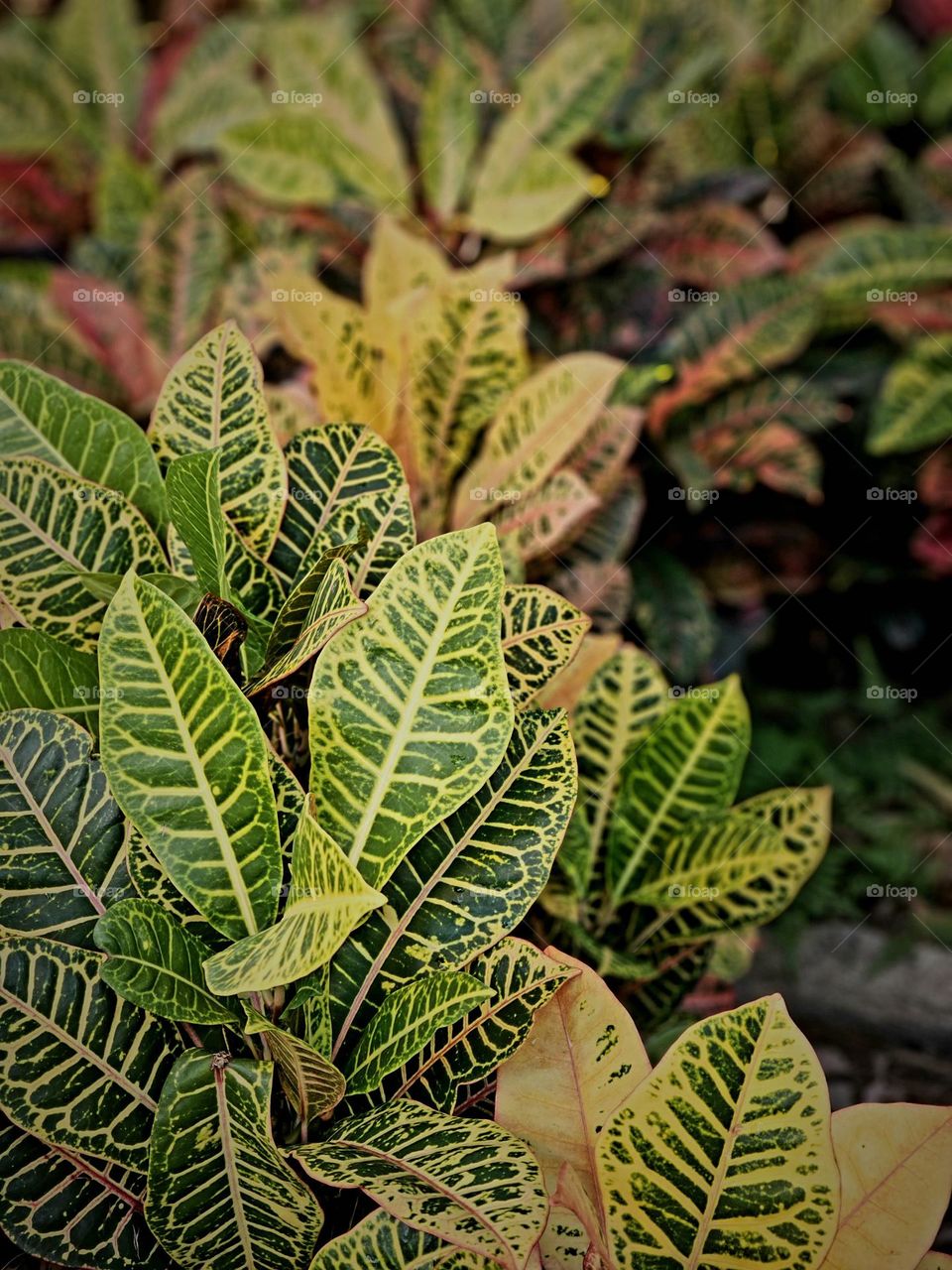 Leaves in Autumn