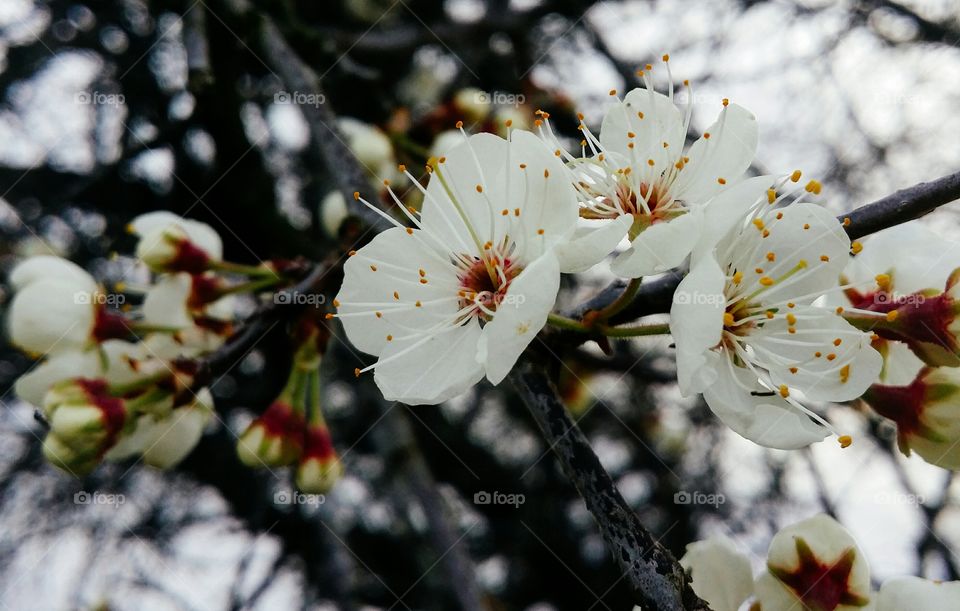 Mexican plum blossoms