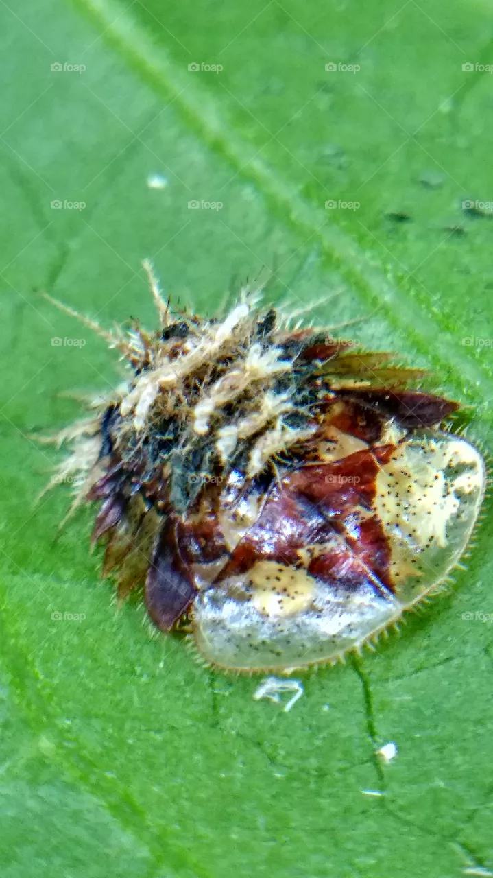 beetle