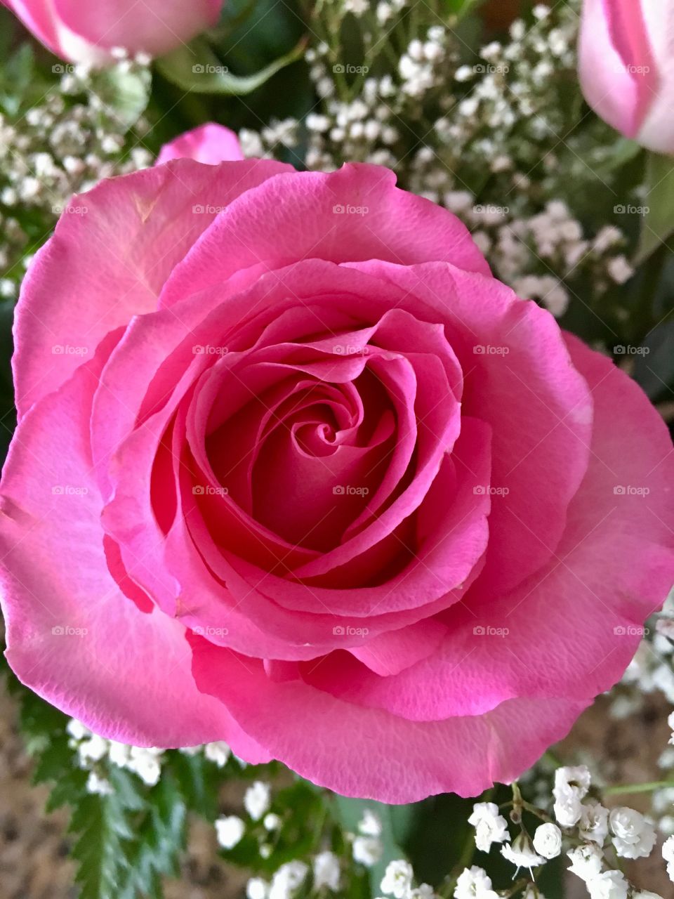 Pink Rose