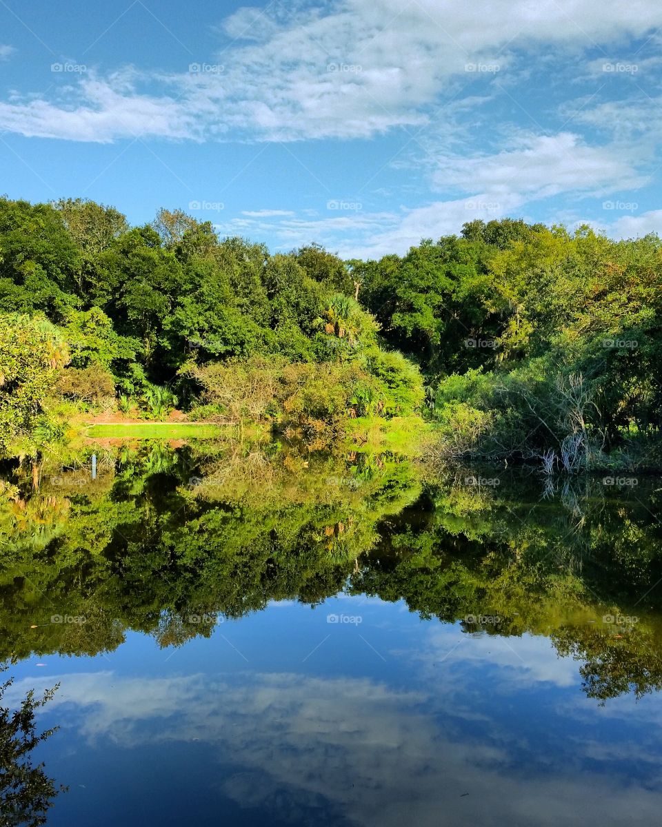 Treeline Water Reflection
