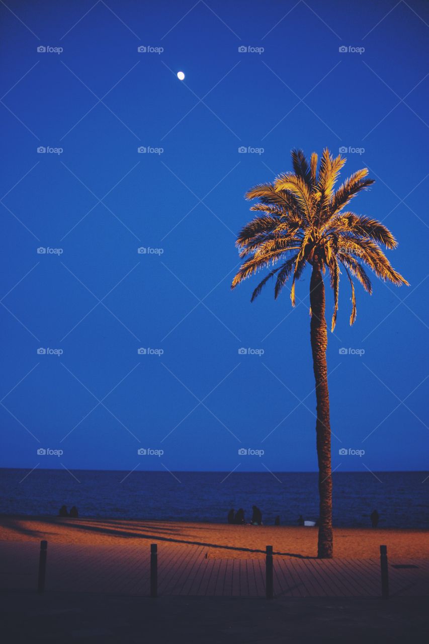 Palm tree at la Barceloneta beach
