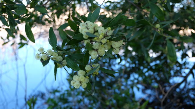 What's blooming in my neck of the woods?
